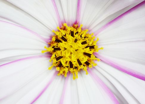 Macro of pretty cosmos flower with white petals and pink stripes, yellow pollen-covered stamen
