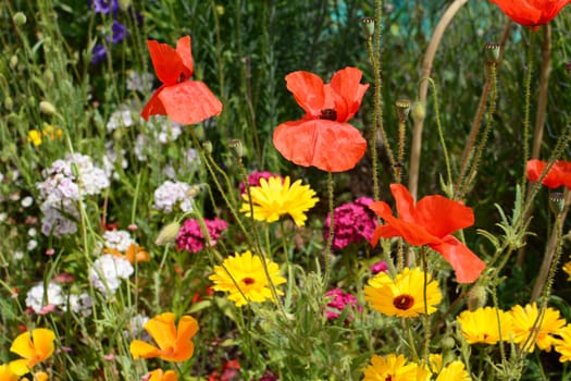 Red common poppies, yellow calendula and Sweet William flowers grow together in a sunny garden
