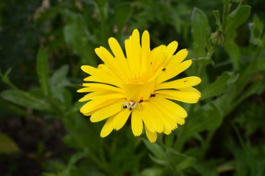 Flower crab spider, Misumena vatia, eating a pollen beetle, caught among the yellow petals of a calendula flower