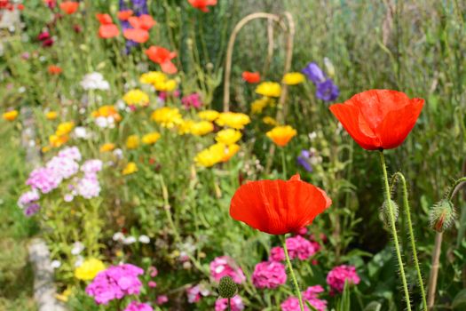 Two red field poppies in selective focus against a thriving flower bed full of calendulas, sweet william and thrift in a summer garden