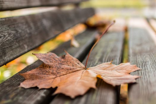 A fallen leaf, remains motionless on a bench despite the wind.