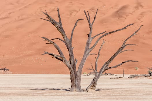 Dead tree stumps, with a sand dune backdrop, at Deadvlei