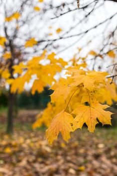 The last leaves herald the arrival of winter inexorable.