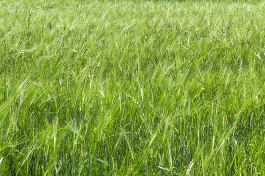 Green wheat on field. Sunshine and wheat ears. Rich harvest concept.