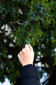 Woman hand taking juniper berries from the tree branch, close up isolated