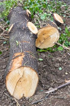Trunk of tree torn to pieces with an chainsaw.