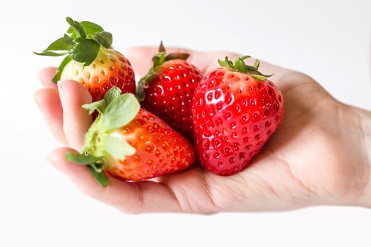 Una mano femminile pieno di grandi fragole mature.