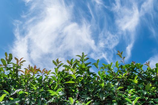 Messy hedge to pruned. In background a blue sky with white clouds. Ideal for concepts of work, and background. Space for text.