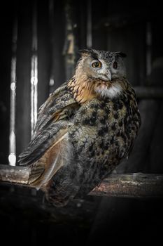 A nocturnal bird of prey imprisoned in his sad cage at the zoo.
