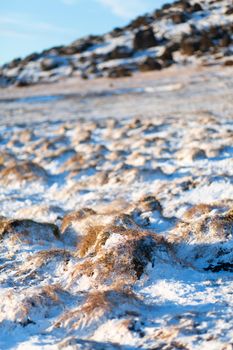 A field of frozen lava overgrown with moss at the foot of a mountain in Iceland in winter. Winter natural landscape.