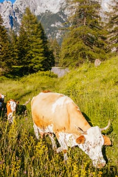 Cows eat grass in the Slovenien Alps in Slovenia, Europe