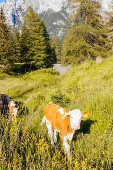 Cows eat grass in the Slovenien Alps in Slovenia, Europe