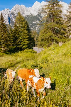 Cows eat grass in the Slovenien Alps in Slovenia, Europe