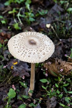 Shaggy parasol mushroom grows from the forest floor.