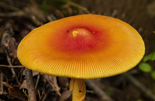 The wide yellow-orange cap of a mushroom glows in the afternoon sunshine.