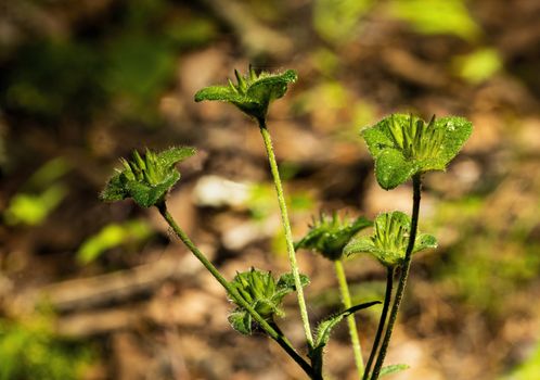 Closeup view of wild woodland plant that produces small purple flowers.