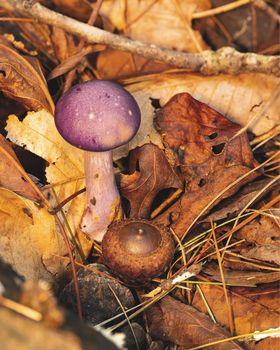 Small purple mushroom seen on the forest floor with acorn and leaves.