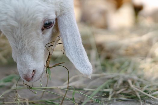 Closeup white lamb eating grass in farm, selective focus