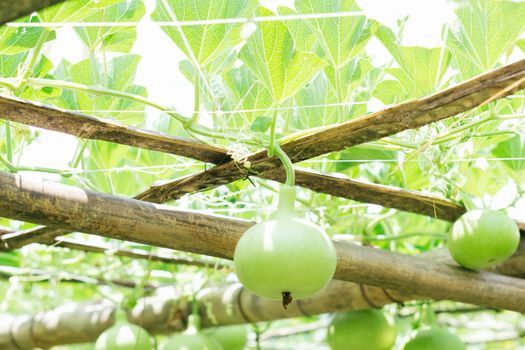 Closeup green bottle gourd or calabash gourd on branch, selective focus