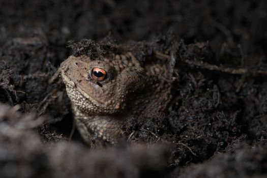 3 - Vibrant orange eye stands out as this toads face peeks out from under the compost the toad is hiding in. Side profile