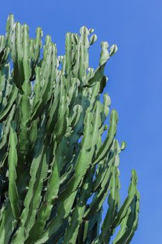 Branches of tall cactus against clear sky