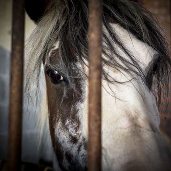Sad eyes of a horse behind rusty metal bars