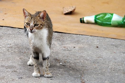 Homeless cat near street garbage