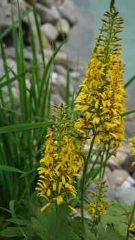 Yellow Ligularia on the shore of a blue pond