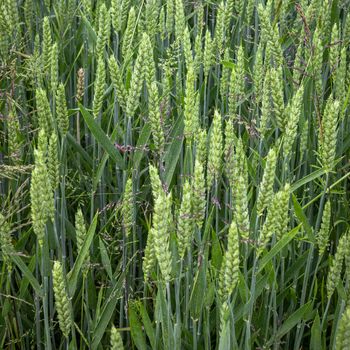 Green wheat ears close-up on the field in ripening period in summertime.