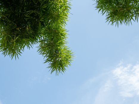 Bamboo leaves and blue sky.