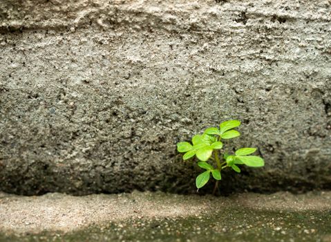 The tree was born on the cement floor. Power of nature.