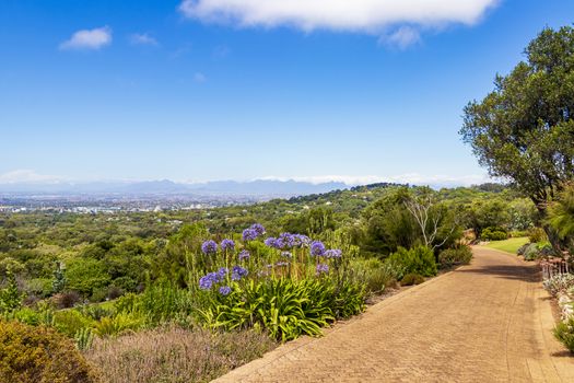 Panoramic view of Cape Town and trail Walking path in Kirstenbosch National Botanical Garden, South Africa.