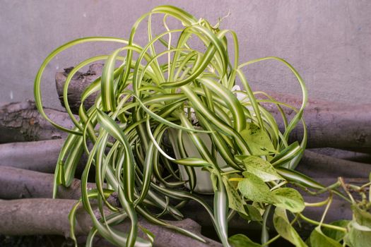 chlorophytum comosum, spider plant and a branch of scindapsus on woods