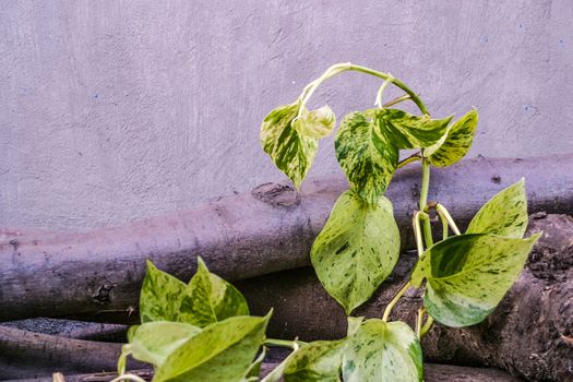 Golden pothos,scindapsus aureus,magnoliophyta,marble queen, silver vine, devil's lvy. Popular ornamental shrubs housing. On woods outdoors.