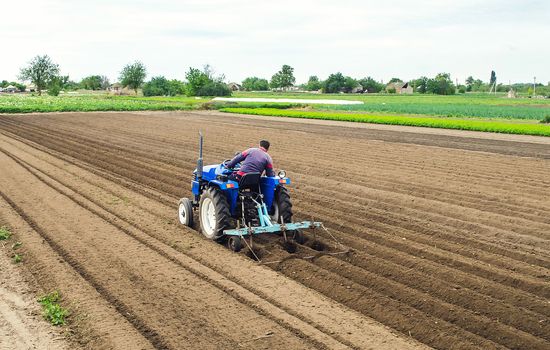 A farmer on a tractor plows the field for further sowing of the crop. Soil preparation. Working with a plow. Growing vegetables food plants. Farming agribusiness. Agricultural industry.