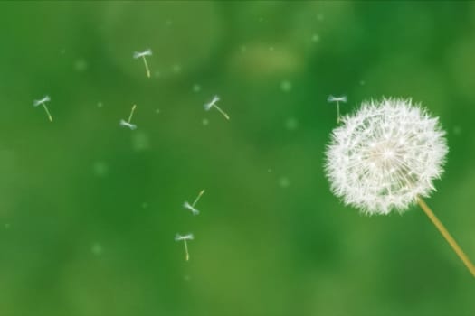 Dandelion on a green background lets seeds.