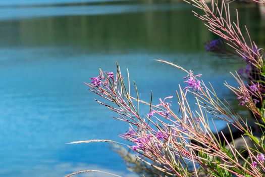 Flowers in the lake of Engoasters in Andorra.