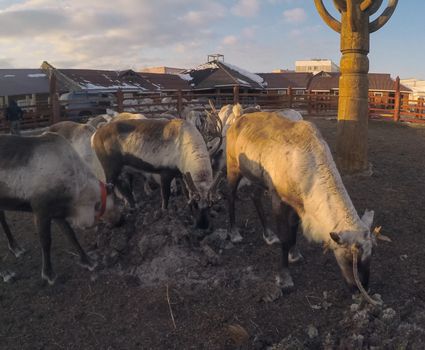 Reindeer eat jagel on the farm. Deer on the farm.