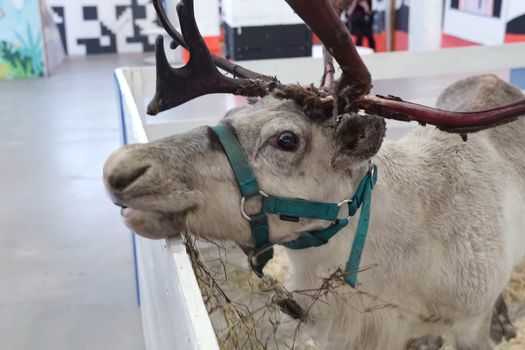 A reindeer in a paddock at the zoo.