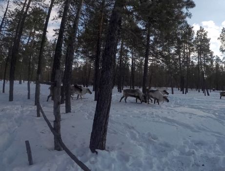 Reindeer in the winter forest. A deer farm.