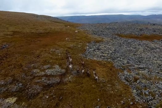 Reindeer run through the hills of the tundra. Natural reindeer herds.