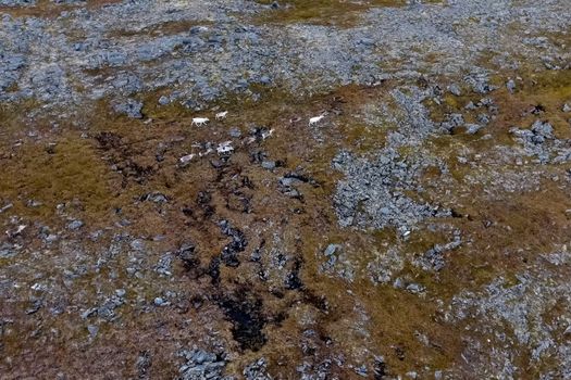 Reindeer run through the hills of the tundra. Natural reindeer herds.