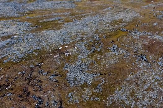 Reindeer run through the hills of the tundra. Natural reindeer herds.