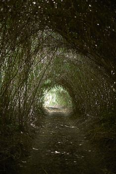 The path between tunnel of reeds towards the light, natural, green, sunny, lonely