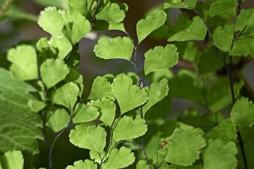 Ivy e leaves on a wall in sunny day, green, detail, macro photography