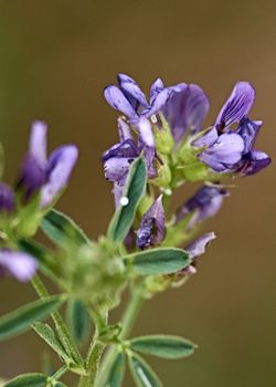 Set of small violet flowers, macro photography, details, light,