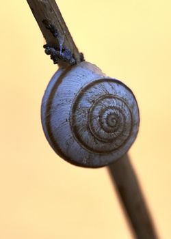 White snail, on tree trunk, age rings, lines, macro photography