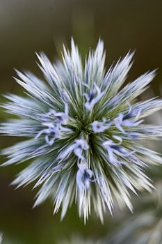 Flower with brightly colored pointed petals, macro photography, details