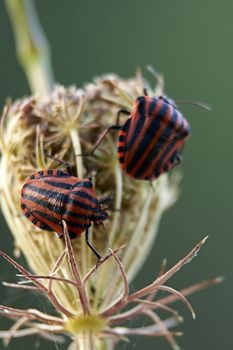 Two striped bugs on a flower in sunny day, macro photography, details