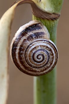 Brown snail, on tree trunk, age rings, lines, macro photography